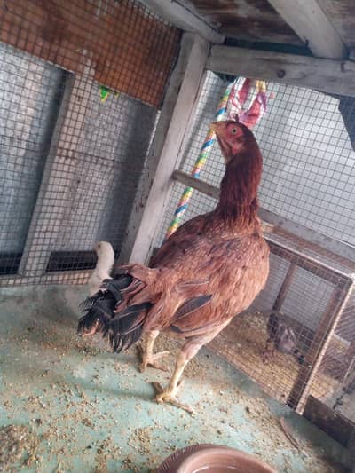Aseel hen with 2 chicks