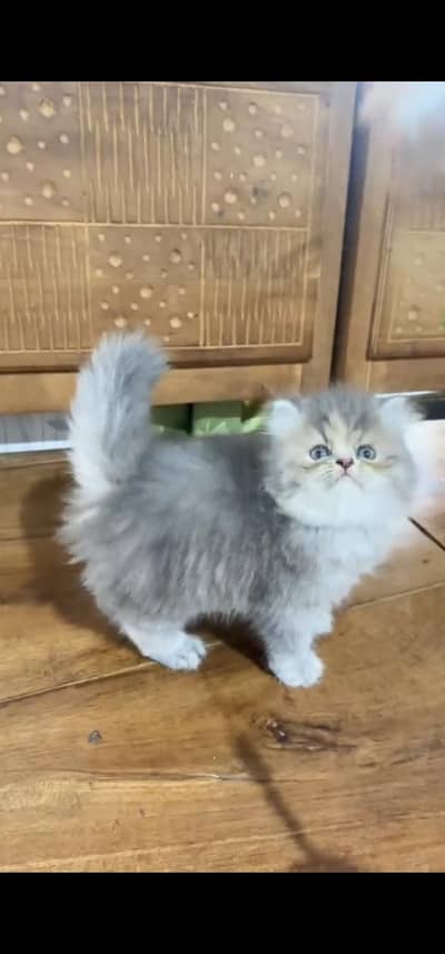 Quality Persian Punchface cat & kitten. moreWhatsApp 03094016734