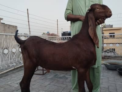 Qurbani Ke Liye Bakray For Sale | Lahore