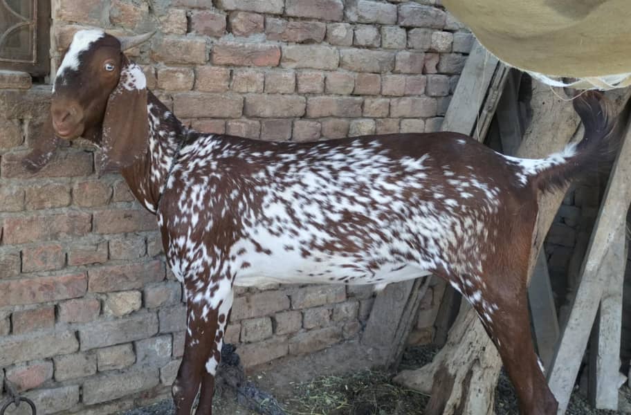Bakra 0