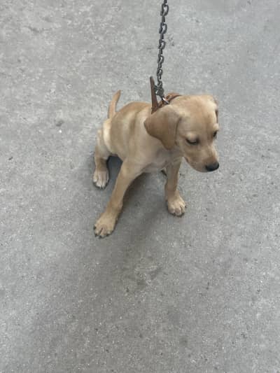 Labra dog feemale active puppy