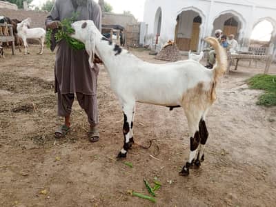 Bakra Eid 2026