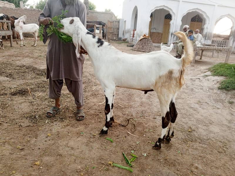 Bakra Eid 2026 0