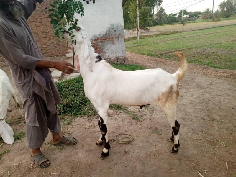 Bakra Eid 2026 1