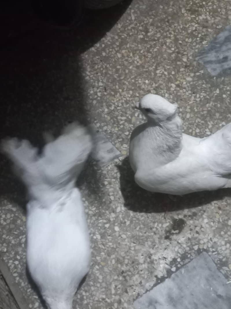 fanny 2