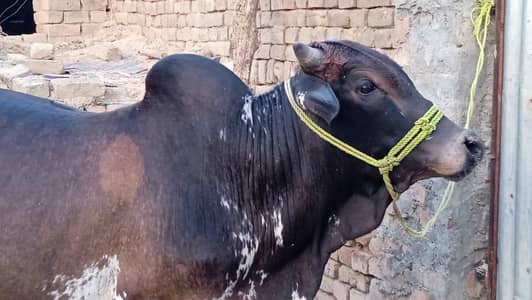 bulls for sale