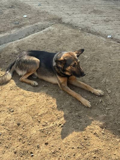 security dog