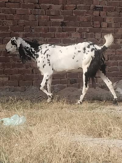 chene goat very helde for sale 03000210232