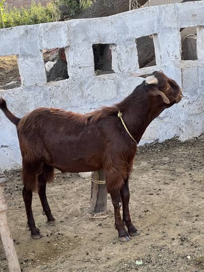 Qurbani ka bakra!