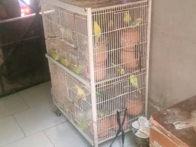 astrelian parrots