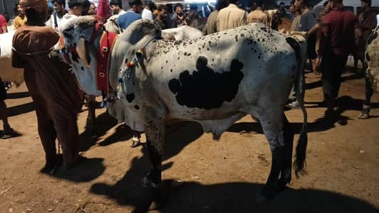 Top Quality Sahiwal Bulls|Qurbani 2026-Donda bachra,Heavy Weight wacha