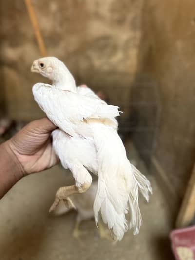 Parrot beak long tail chicks ,Indian parrot beak long tail parrot beek