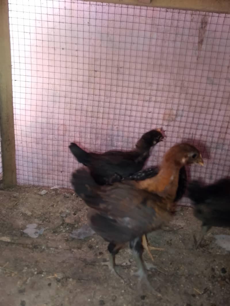 desi chicks 5