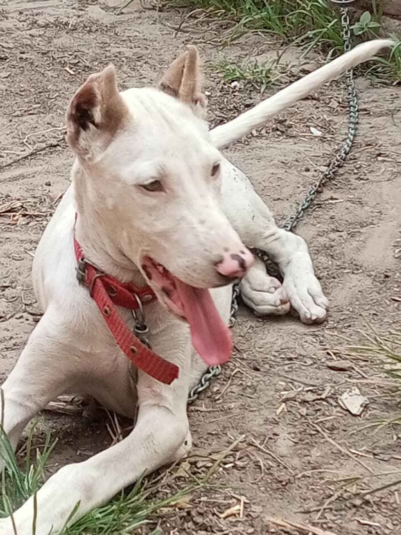 bully dog 1