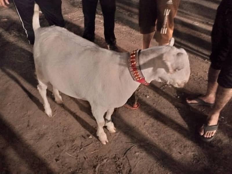 teda bakra 0