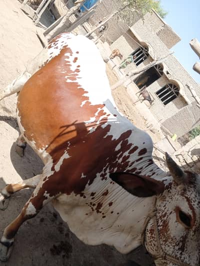 Qurbani bull for sale at reasonable price
