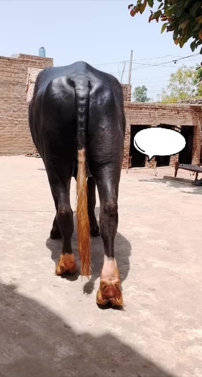 Qurbni katta for sale