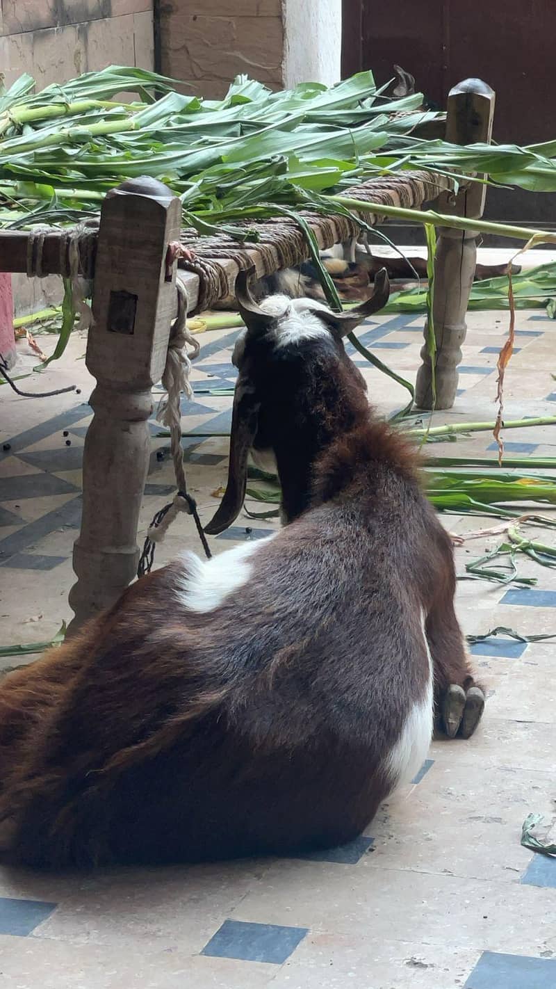 Bakra 0