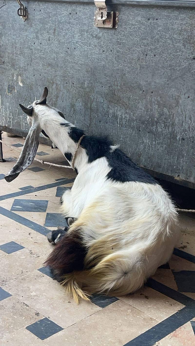 Bakra 1