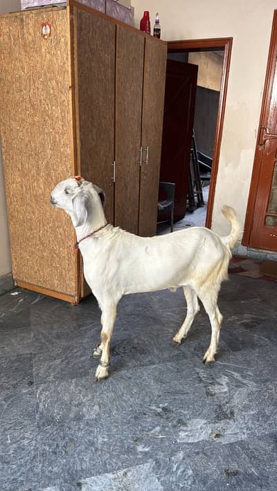 2 Daant Bakry For Sale