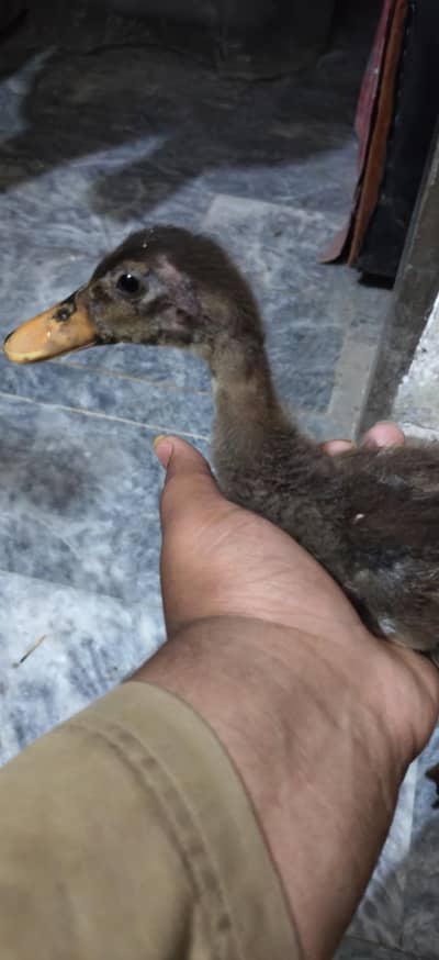 Ducks very beautiful urgent sale