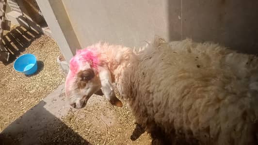 Bakra chatra