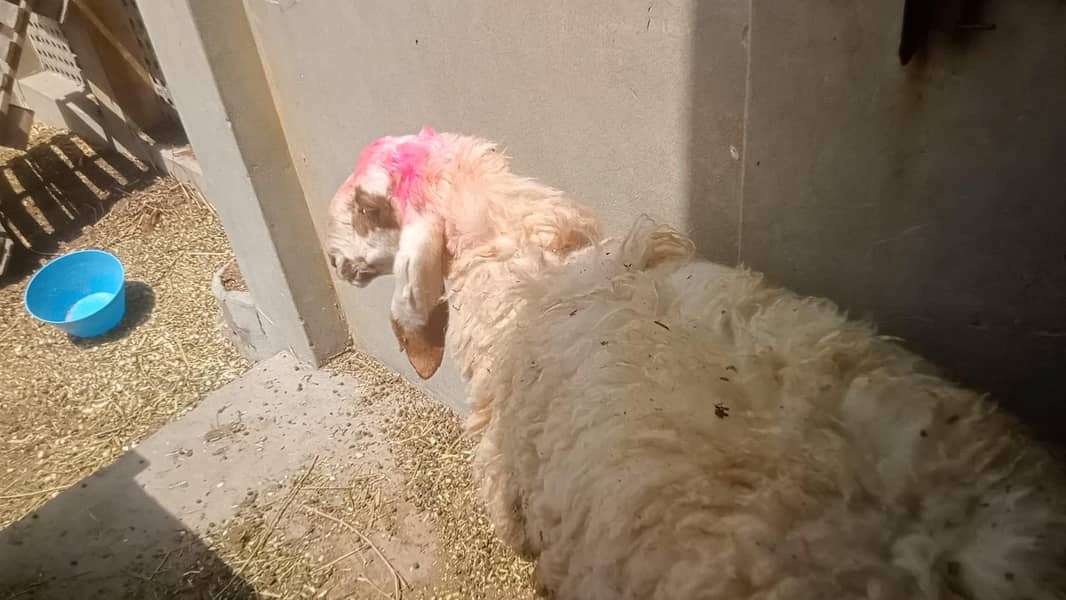 Bakra chatra 1