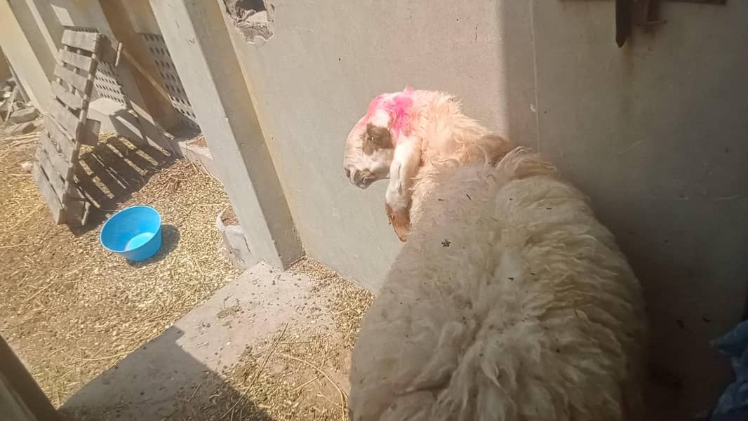 Bakra chatra 2