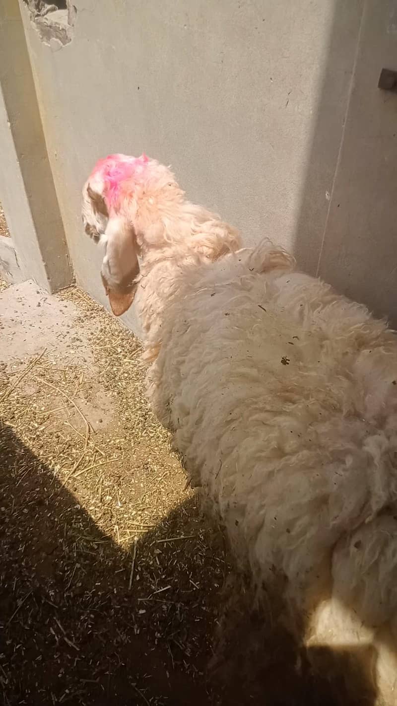 Bakra chatra 3