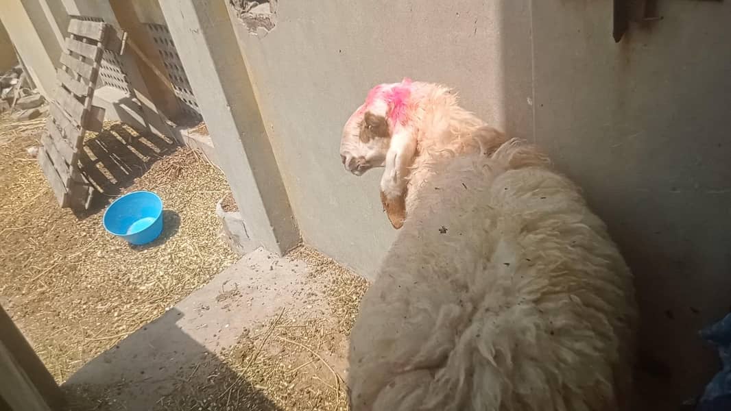Bakra chatra 4