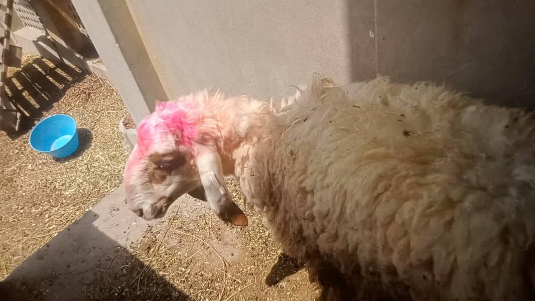 Bakra chatra 5