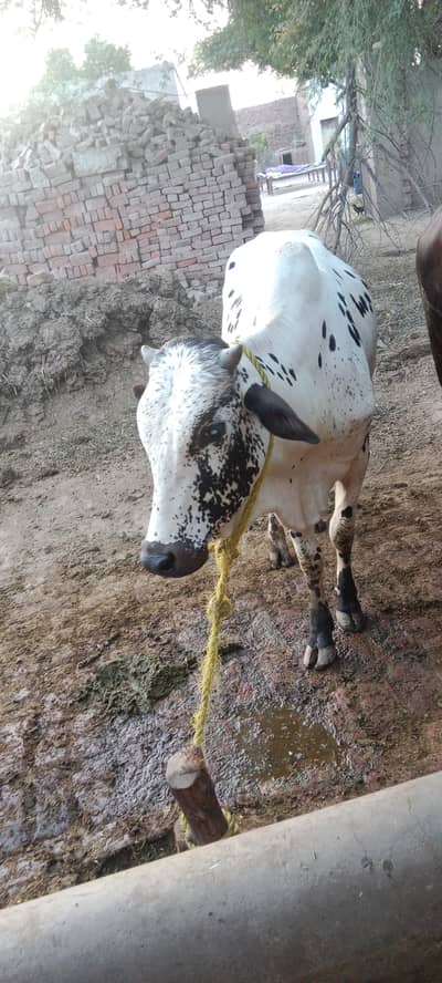 صحت مند بچھڑا وزن تین من سے اوپر