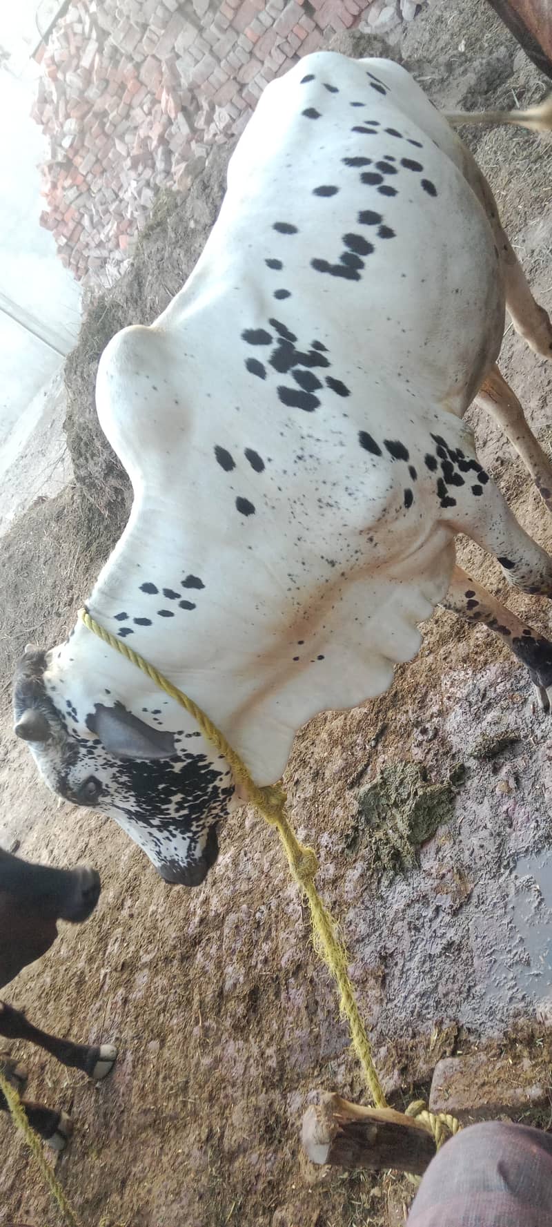 صحت مند بچھڑا وزن تین من سے اوپر 1