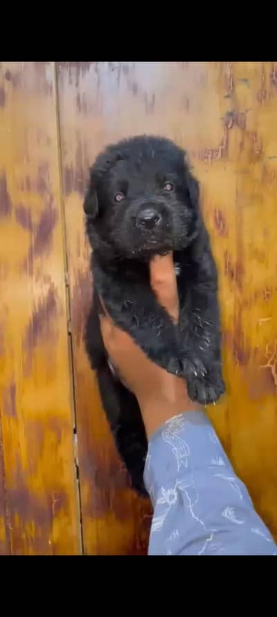 German shepherd long coat puppies for sale location lhr