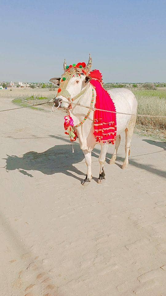 قربانی کا جانور برائے فروخت 1
