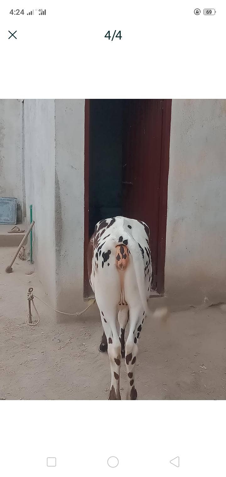 karak 3