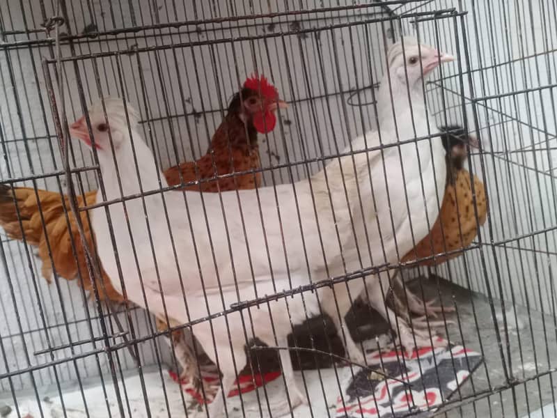 Buff Hens 3