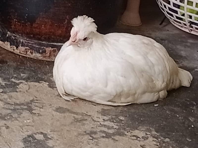 Buff Hens 5