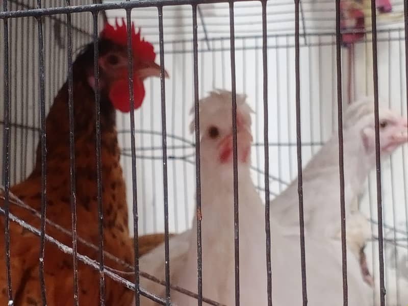 Buff Hens 7