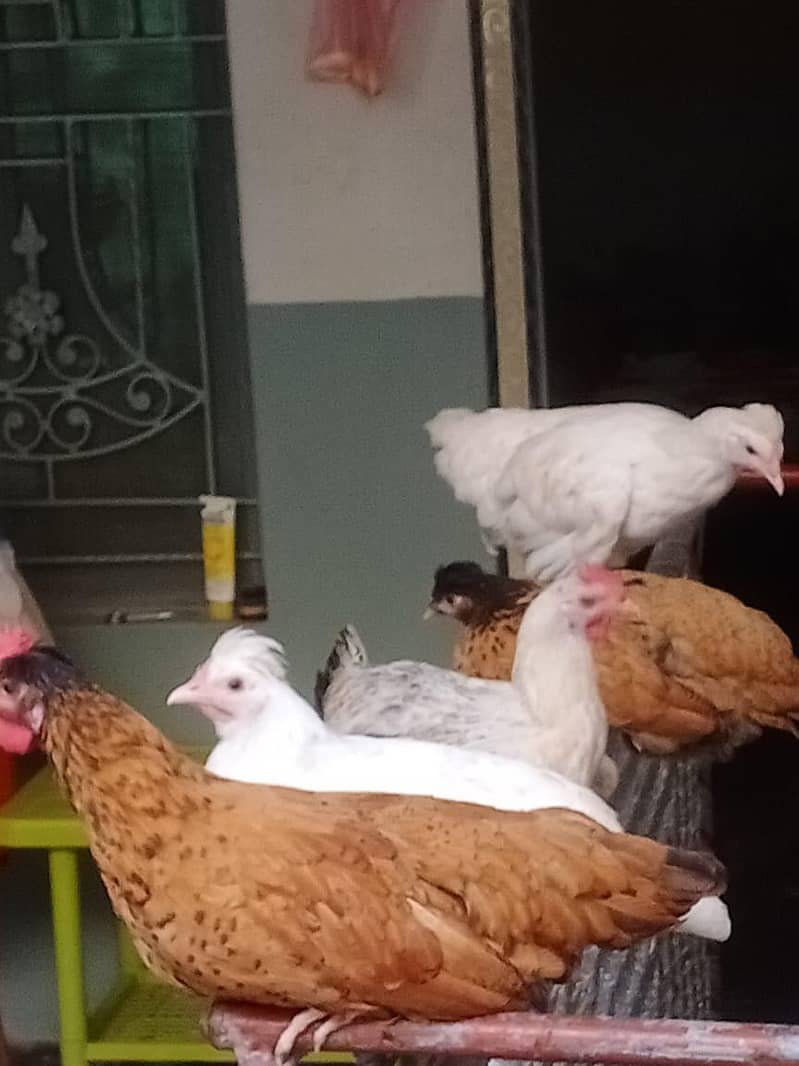 Buff Hens 8