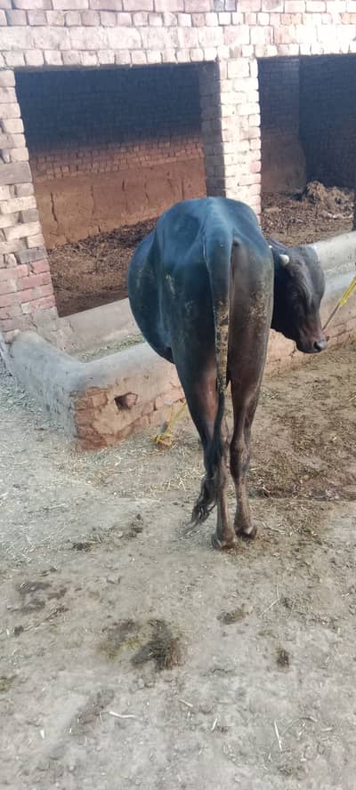 صحت مند بچھڑا وزن تین من سے اوپر