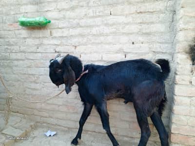 qurbani bakry dondy for sell