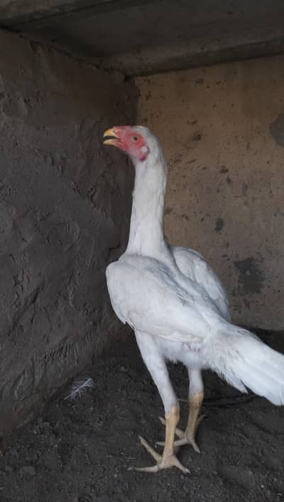white Shamu Female