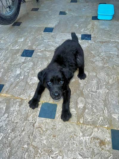 Labrador