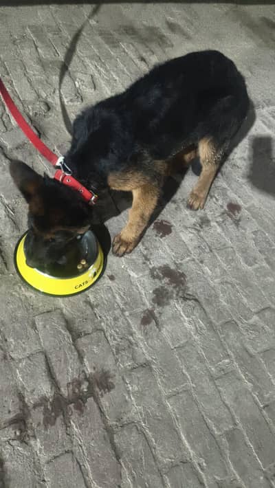 top quality german shaphred puppy
