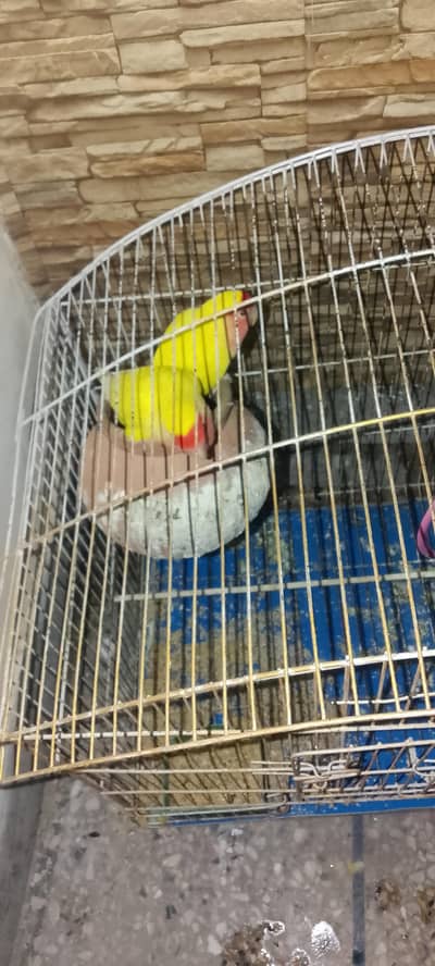 pair with cage
