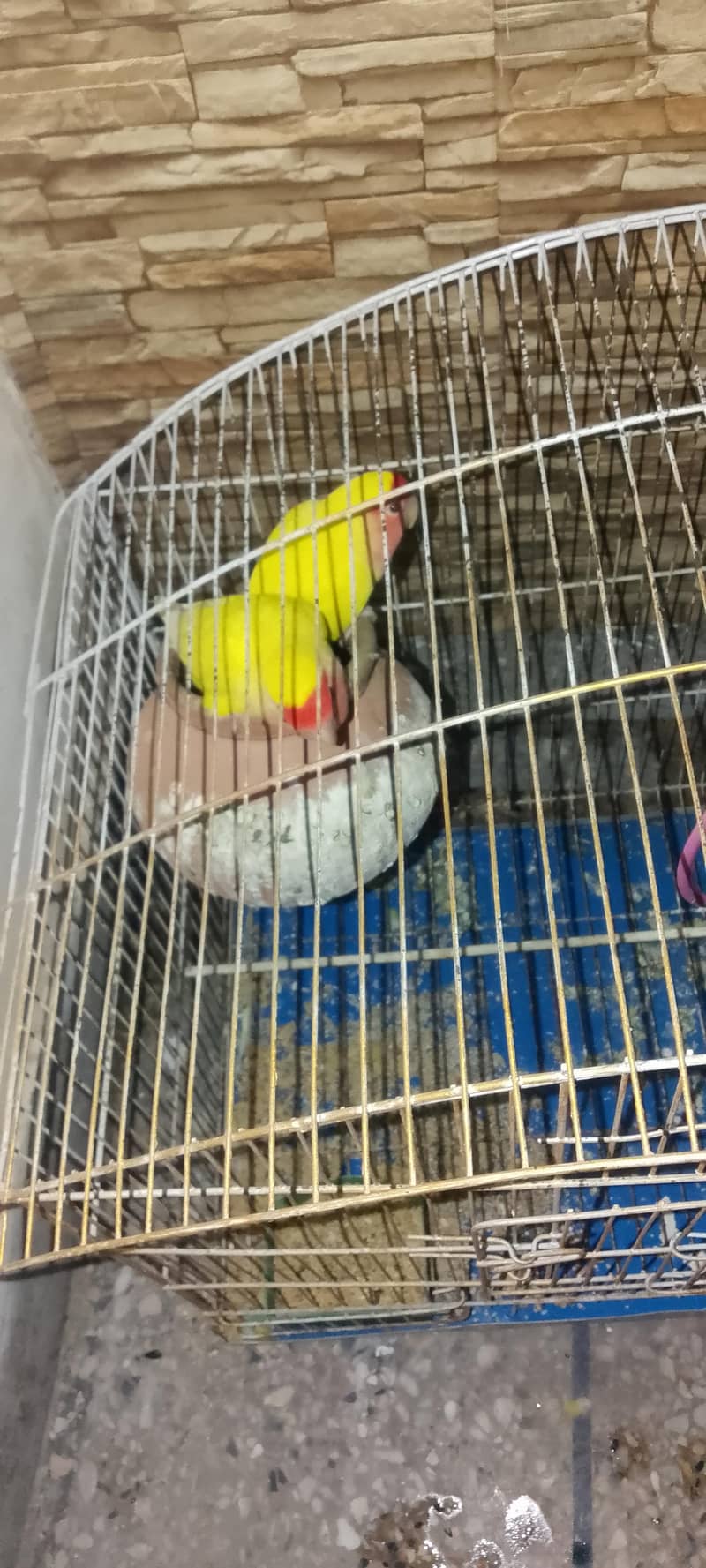 pair with cage 0
