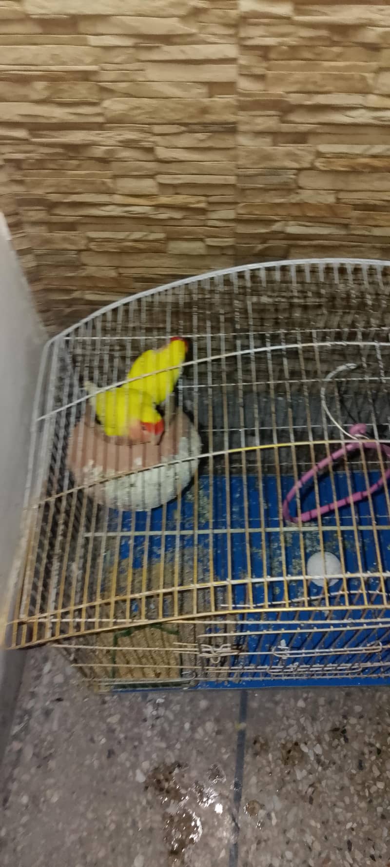 pair with cage 1