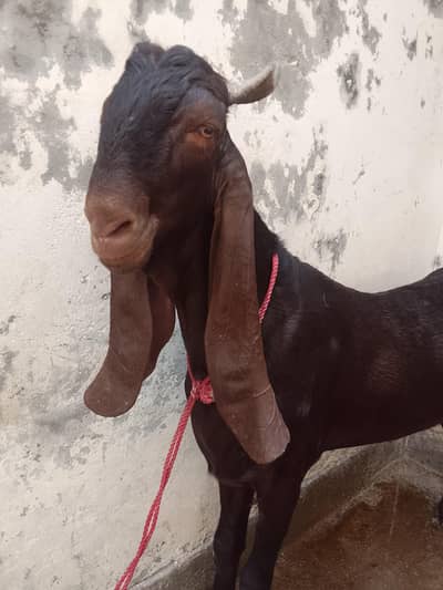 2 dant Bakra qurbani k Liye tayar