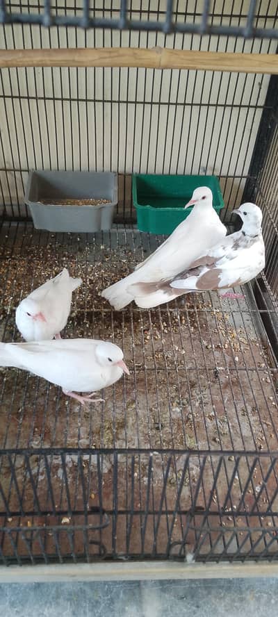 white doves red eyes female and black eyes male